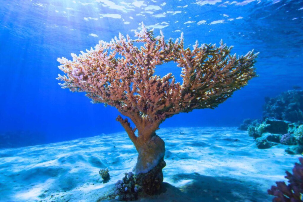 ras Mohammed national park